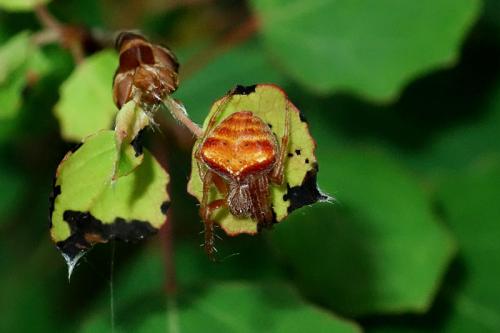Araneus sp.